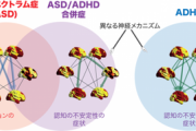 【衝撃】『ADHDとASDの併発』など存在せず、『純粋なADHD』と『ASDを伴うADHD』は全く別物であると判明