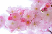 桜の花びらが舞う入浴剤「ペタルインバスフィズ」が美しい「バスボムの大ファンです！」「香りが良さそう」海外の反応