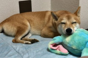 【画像】うちの柴犬が鳥のぬいぐるみを捕食した野性味溢れる写真ですwww