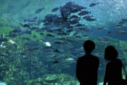 【画像】彼女が水族館デートに着てきた服がこれｗｗｗｗｗｗｗｗｗｗ