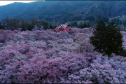 海外「長野 桜1500本の絶景」天下第一の桜 〜高遠城址公園を上空から見てみた