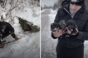 極寒の地で凍えていた野良犬親子。母犬の勇気ある行動のおかげで無事救出！