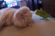 寝ている猫をセキセイインコがつついてちょっかい出している動画にほっこり