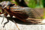 【悲報】公園「セミの幼虫を食用目的で獲らないでください」←これｗｗｗｗｗｗｗｗｗｗ