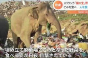 スリランカ、ごみをあさるゾウの悲劇 人とゾウが死ぬ事態に