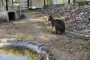 ワイ、動物園に来る（※画像あり）