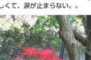 ツイカス「死んだ猫埋めたら彼岸花が咲いた…涙が止まらない」　大松「種食わしたから死んだんだぞ」