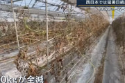 【悲報】トマト「暑すぎンだわ」→600kg全滅