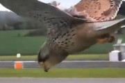 「まるでゲーム画面!?」強風を飛ぶハヤブサの頭は異常なほど動かない