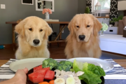 「犬って肉も野菜も食べるんだ」犬がガールフレンドと一緒に色々な食べ物をレビューする動画　海外の反応