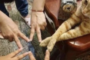 【ねこ画像】乗ってはいけない物の上に敢えてチャレンジする猫さん…見つかった時のお顔がたまりませんwww