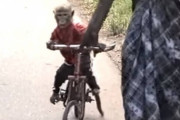 幼児「たすけて！ 自転車にのってやってきた猿に誘拐されそうなの！」
