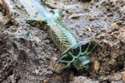 【ドイツ】埋葬地で3000年以上前の剣を発見『保存状態は非常に良く、今でも光を放っている』カッコ良すぎ、日本からも出ないかな？