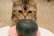 このネコｗｗｗかぼちゃをもりもり食べる猫ちゃんの動画が人気に。
