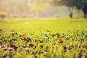 人間を肥料にと言うと残酷に思うが元々死んだら微生物に分解され栄養になって草や木が生えるんだよな