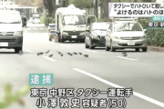タクシー運転手「道路は人間のもの」と鳩を轢き殺し逮捕