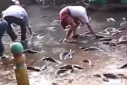 道路にばら撒かれた生きた魚を持ち帰ろうと群がる人たち。リュックサックには入れんなよｗｗｗ