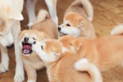 嫁が「かわいそうだから」と何匹も犬を拾ってくる。でも拾うだけで世話は俺の役目。夫婦生活も犬に邪魔されるしうんざり。抗議したら「ここは私の家よ！」とキレられた