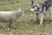 ハスキーと友達になった羊、ハスキーが現れると興奮してタックルして遊び始めちゃう！