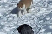 ネコが雪道を歩いてきた。その先には犬がいる。いったい何が始まるんです？ → こうなる…