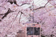 海外「これは何か特別な列車なの？ピンクの桜にピンクの車両が素敵！」桜のトンネルを通る京都の電車（海外の反応）