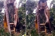 世界最大級？重機で吊り上げられた超巨大なヘビ　※ヘビ出演中）