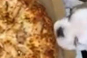 【イヌ】 飼い主がピザを食べようとする。子犬は囮だワン♪ → こうなる…