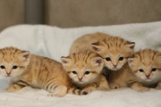 神戸どうぶつ王国生まれのスナネコの赤ちゃん４匹も可愛い模様ｗｗｗｗｗｗｗｗ
