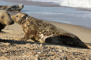 【2年半もの間】首にプラスチックが食い込んだ「アザラシ」、保護される　イギリス