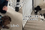 なんでわからんのにゃ？お座りを覚えない犬にお手本を示す2匹の猫