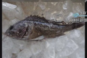 【韓国】 魚から放射性物質が検出されたのに韓国は福島産水産物を輸入しなければならない、という日本の卑劣な言葉