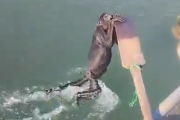 【動画】猿「助けてくれ！ワイは泳げんのんや！」タイ人ニキ「...」