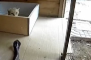 高速ネコパンチ。ヘビと戦う勇敢な猫たちの映像3つ。