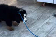 子犬のリードを先輩犬が引っ張っていた。こいつ全然動きませんよ！ → 犬、飼い主に抗議です…