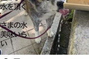 【Youtube】柴犬YouTuber、神社の手水から水を直飲みwwwええんか？