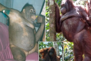 【画像】人間相手に売春させられていたオランウータンの「ポニーちゃん」保護される