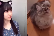 最高すぎるｗ猫パンチデュエット動画がくっそかわええｗｗｗ【乃木坂46】