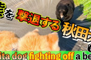 【衝撃】日本の熊の保護団体「ドングリをまけば（熊は襲ってこない）」「クマこそ被害者」←エッ⁉( ﾟДﾟ)