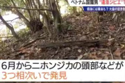 【画像】ベトナム人「日本人はなぜ山に落ちてる鹿食べないですか？」→逮捕