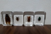 【虫画像注意】昆虫の樹脂標本をみんなに知って欲しい