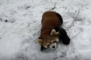 【動画】レッサーパンダさん、雪でテンションがあがってしまう