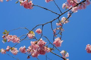 なんで日本は死者数少ないんだろうな
