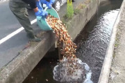 【これは酷い】養殖業者が用水路に金魚を大量投棄　ネットでは「アホが」「胸糞悪い」と怒りの声続出