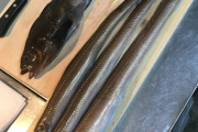【画像】アナゴ3匹とアイナメ1匹処理したンゴ