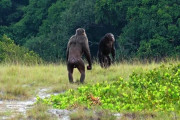 【衝撃】野生チンパンジーがゴリラを殺害、世界初の目撃報告がアフリカから寄せられる