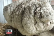 【R.I.P】もふもふ羊のクリス。ギネス世界記録に認定された「世界で最も毛が多い」羊が天命を全うしこの世を去る（オーストラリア）
