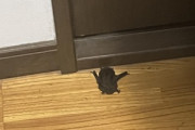 【急募】エアコンから部屋にコウモリ入ってきたんやがｗｗｗｗｗｗｗｗ