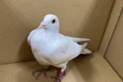 職場に足輪つけてる白い鳩が迷い込んできた（※画像あり）