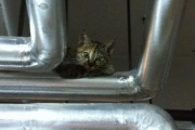 【ねこ画像】会社のボイラー室に住んでた子猫、ニャンモナイト ほか【再】