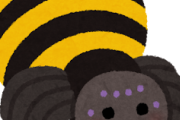 ハエトリグモ☜ギリギリかわいいよな？？？？？